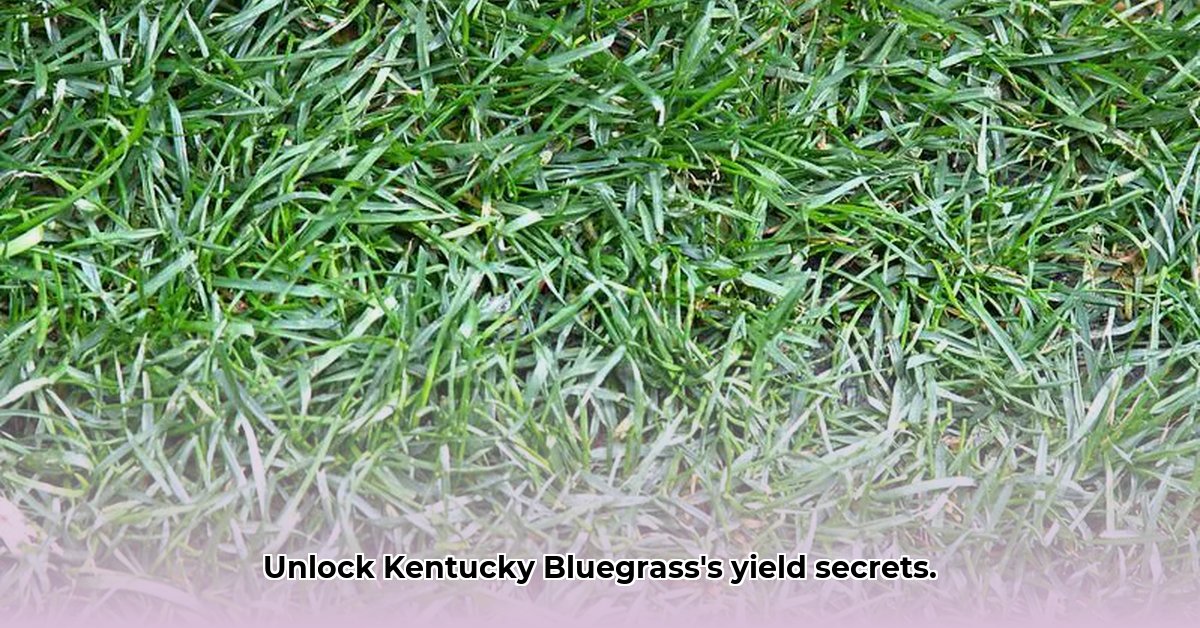 kentucky-bluegrass-tractor-supply